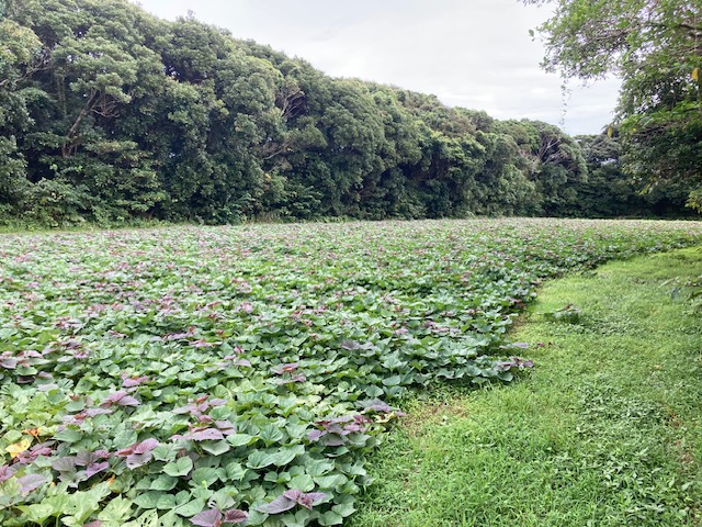 柳沢Farm